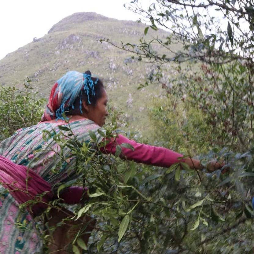 Wild Timur Pepper (Timut pepper) - Single Origin Spice