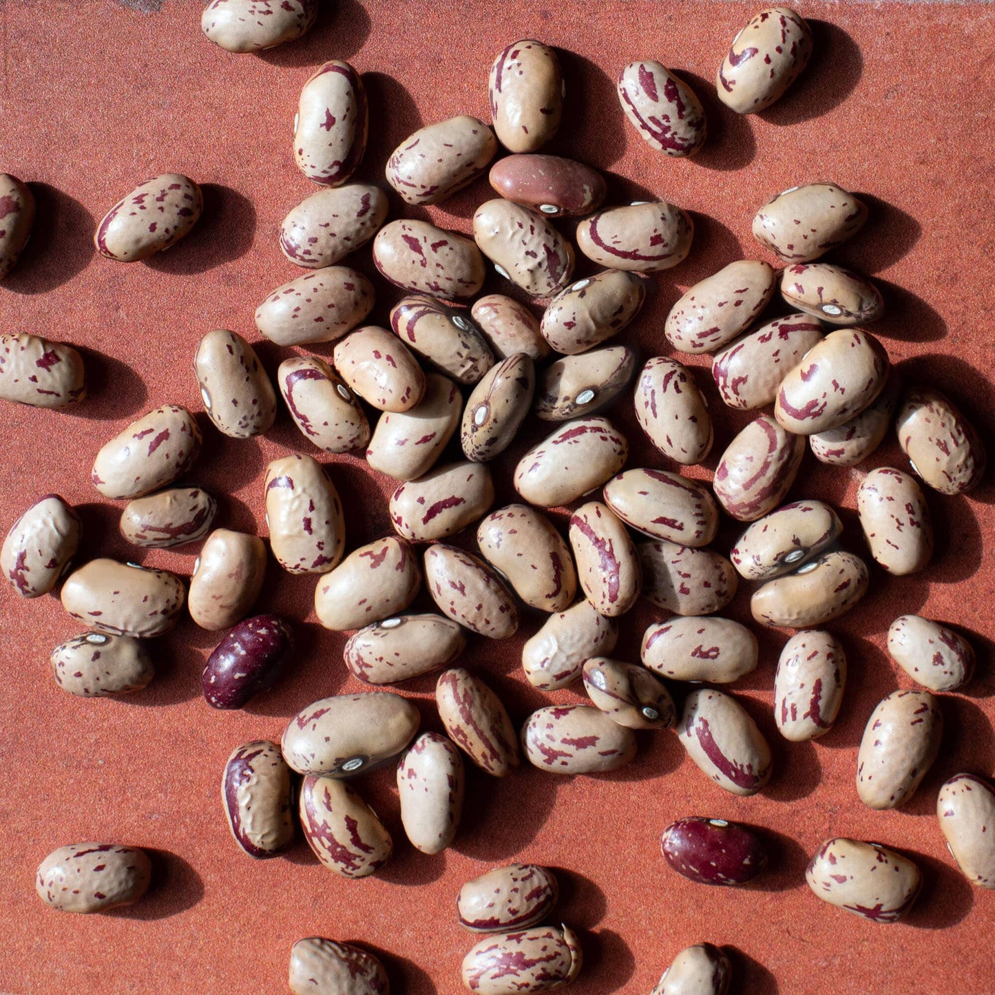 Cranberry beans