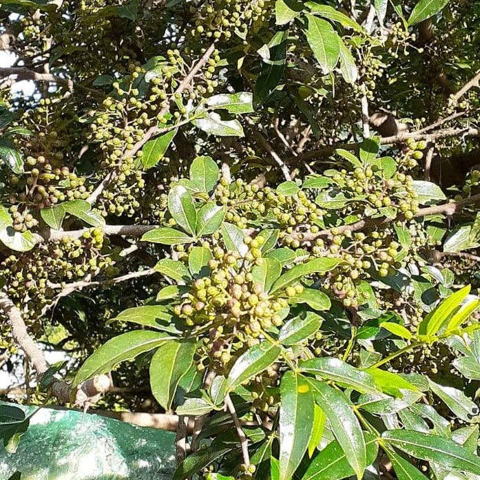 Wild Timur Pepper (Timut pepper) - Single Origin Spice