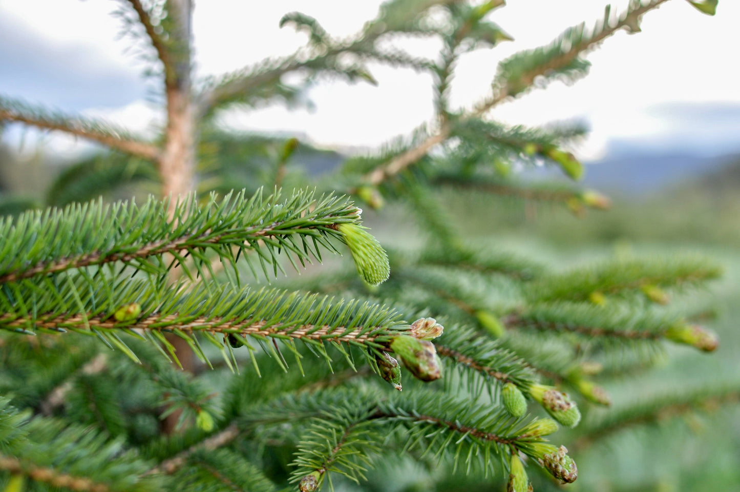 Spruce Tip Shortbread Cookies
