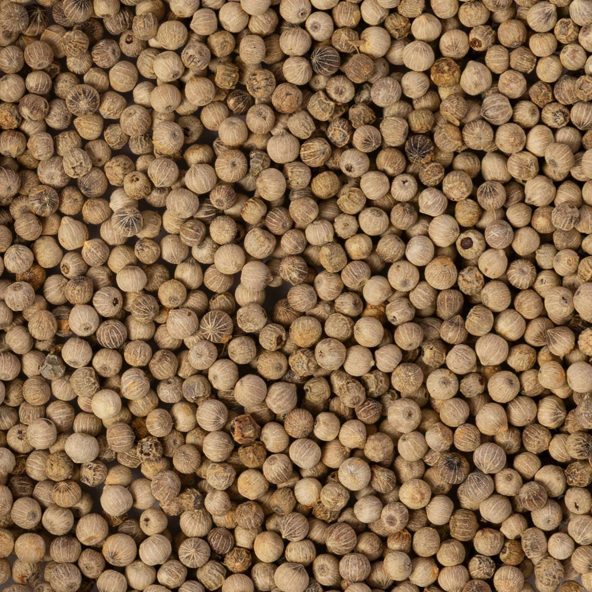 Freshly Harvested White Pepper