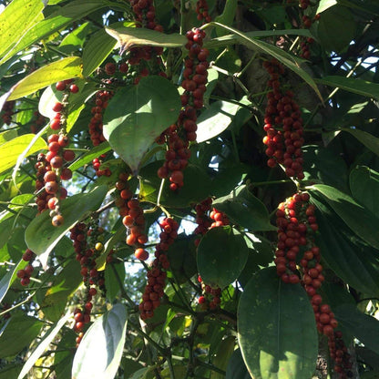 Purple Peppercorns - Single Origin Spice & Seasoning