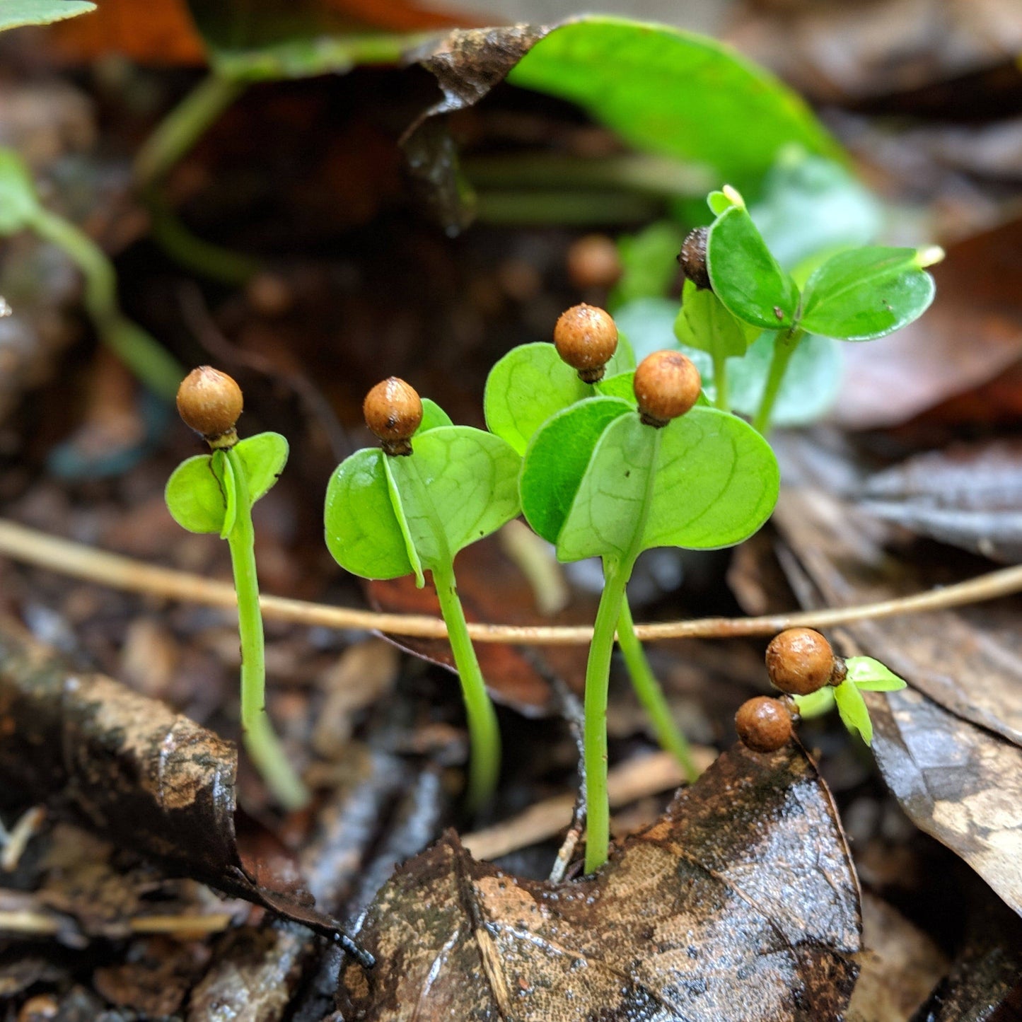 Zanzibar Black Peppercorns - Single Origin Spice & Seasoning