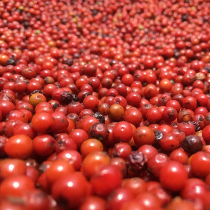 Purple Peppercorns - Single Origin Spice & Seasoning