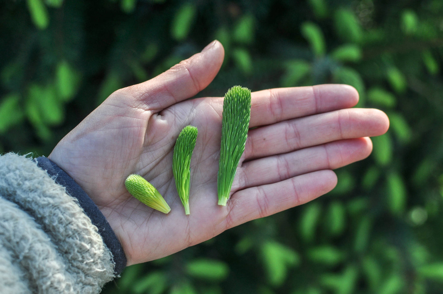 Spruce Tip Shortbread Cookies