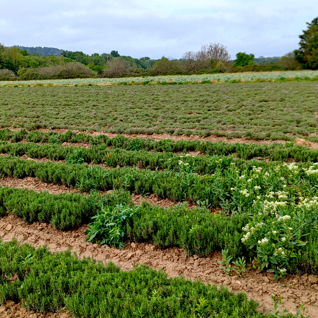 Limestone Rosemary - Single Origin Spice & Seasoning