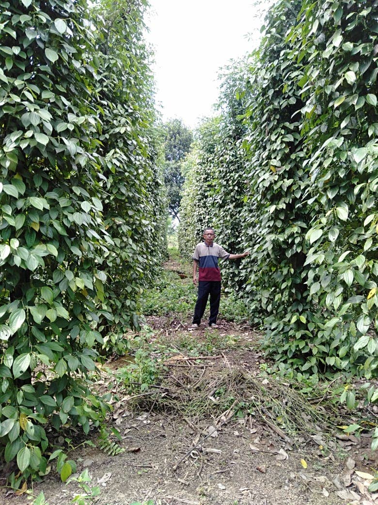 Fermented White Pepper (Muntok White Pepper) - Single Origin