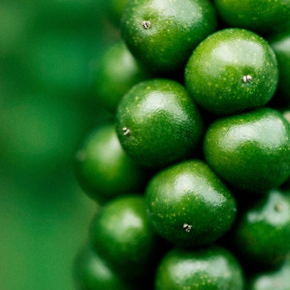 Freshly Harvested Black Pepper