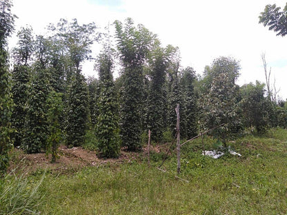 Fermented White Pepper (Muntok White Pepper) - Single Origin