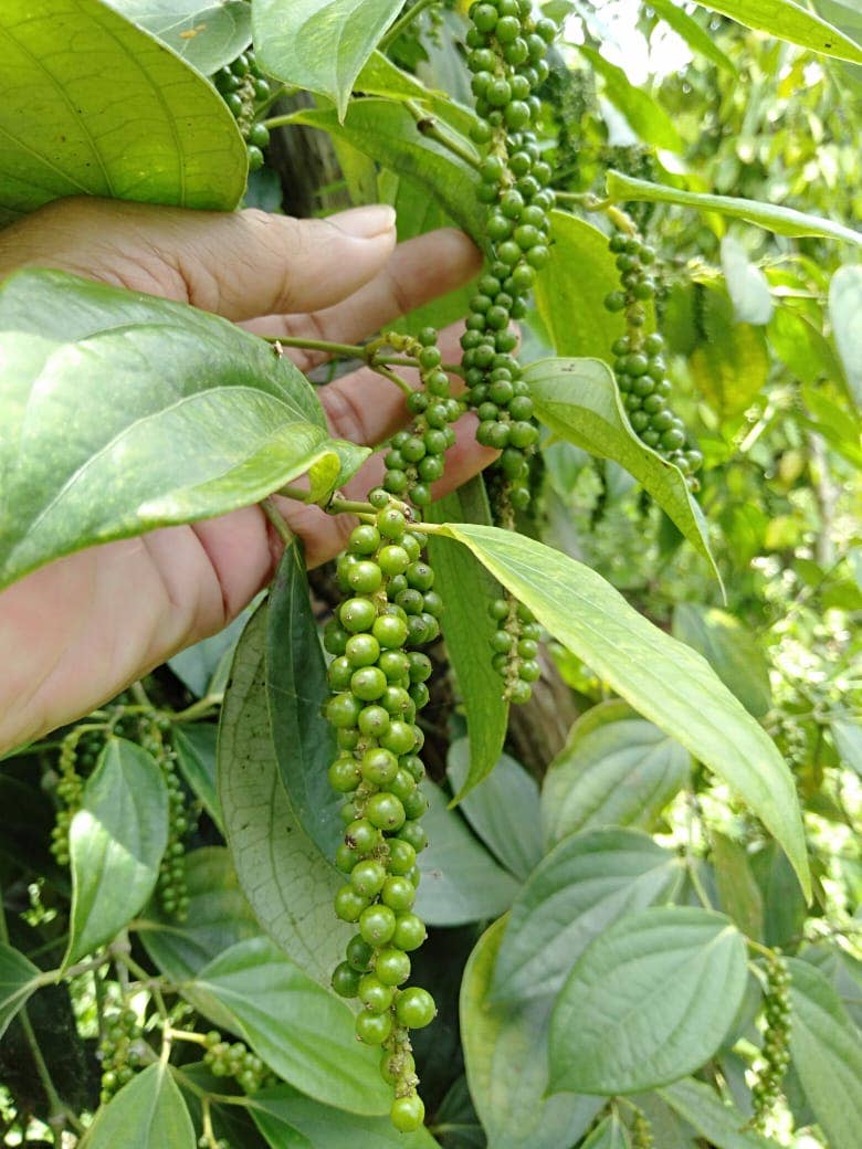 Fermented White Pepper (Muntok White Pepper) - Single Origin