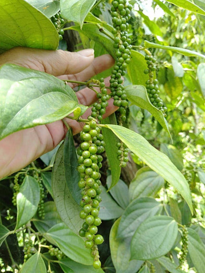 Fermented White Pepper (Muntok White Pepper) - Single Origin