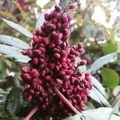 Cured Sumac (Sumak) - Single Origin Spice & Seasoning: 2.3 oz glass jar