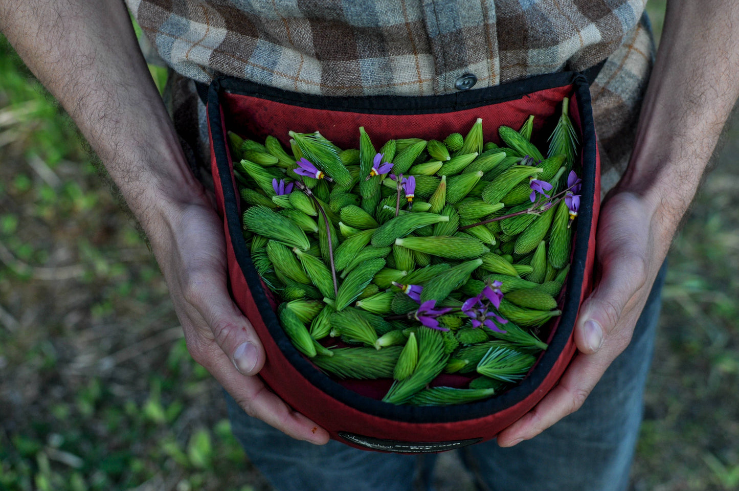 Spruce Tip Shortbread Cookies
